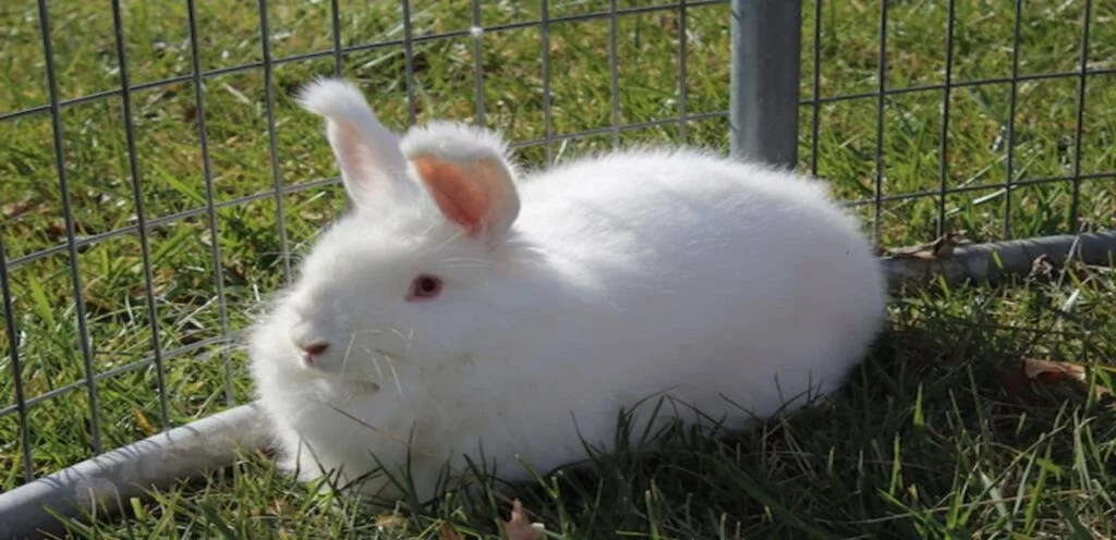 American Fuzzy Lop | Small But Playful Rabbit Breed 2 American Fuzzy Lop