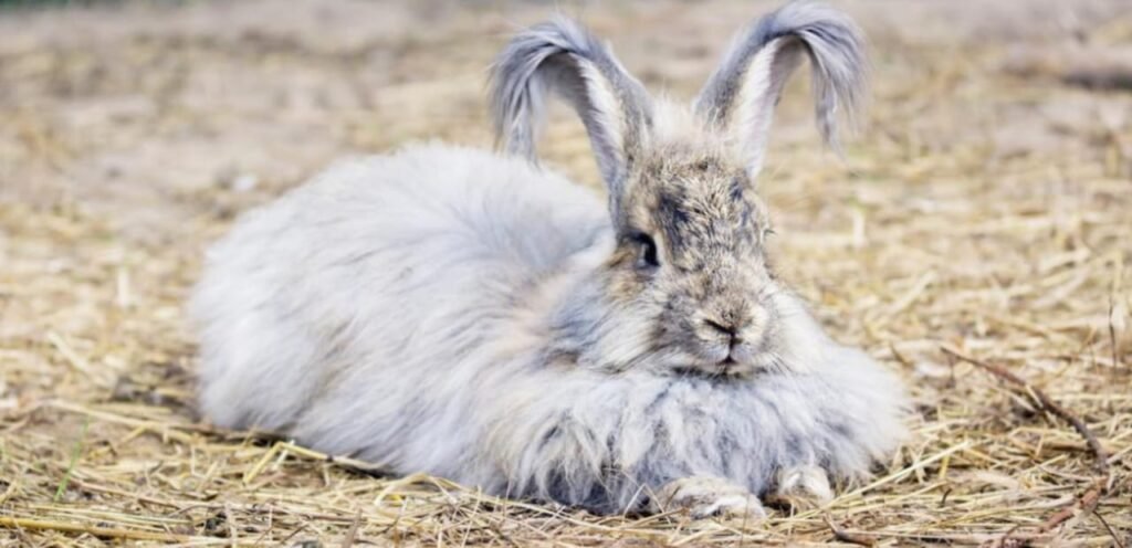 American Angora Rabbit | The Attractive Rabbit Breed 1 image 15