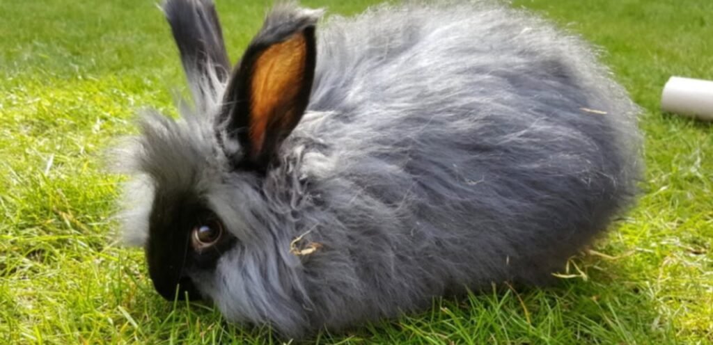 American Angora Rabbit | The Attractive Rabbit Breed 2 American Angora Rabbit