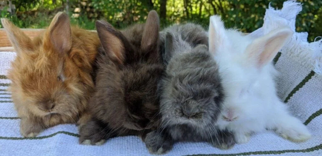 American Satin Rabbit | Glossy-Coated Rabbit Breed 2 American Satin Rabbit