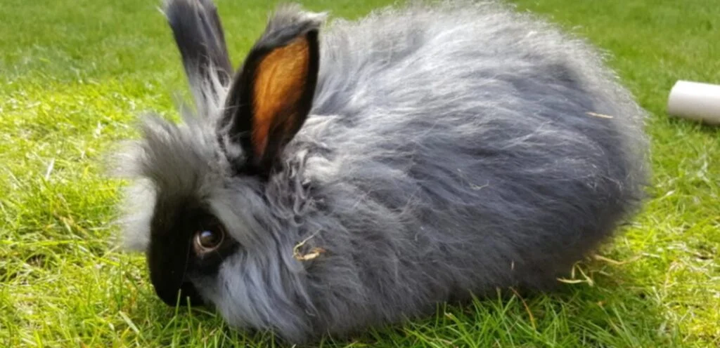 American Satin Rabbit | Glossy-Coated Rabbit Breed 1 American Satin Rabbit