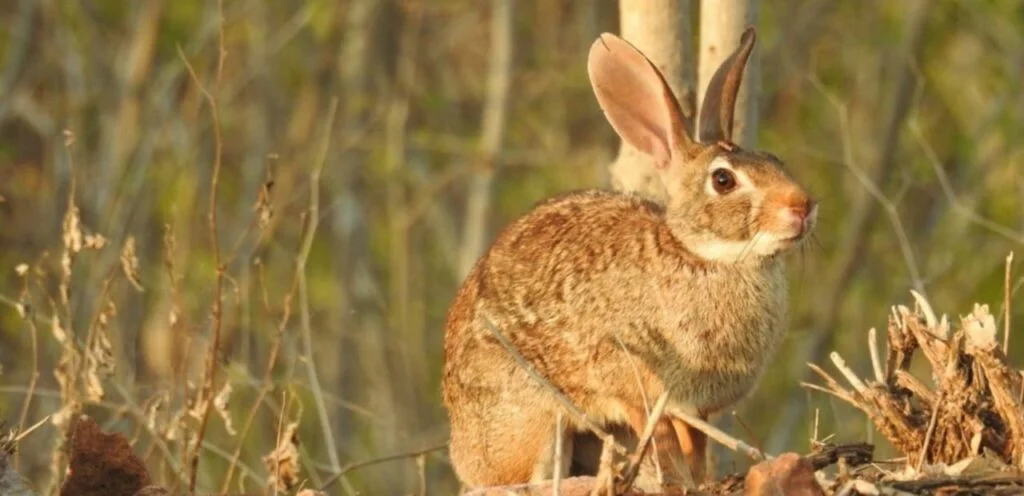 American Palomino Rabbit | Golden-Hued Rabbit Breed 1 American Palomino Rabbit