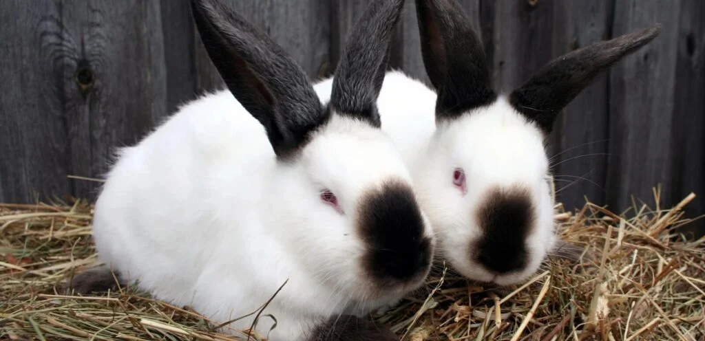 American Himalayan Rabbit | The Color-Pointed Rabbit Breed 2 American Himalayan Rabbit