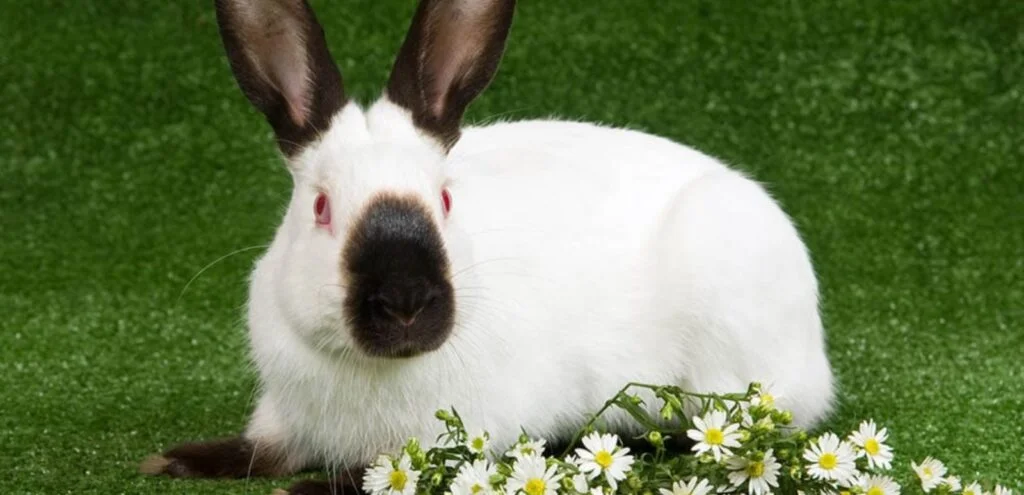 American Himalayan Rabbit | The Color-Pointed Rabbit Breed 1 American Himalayan Rabbit