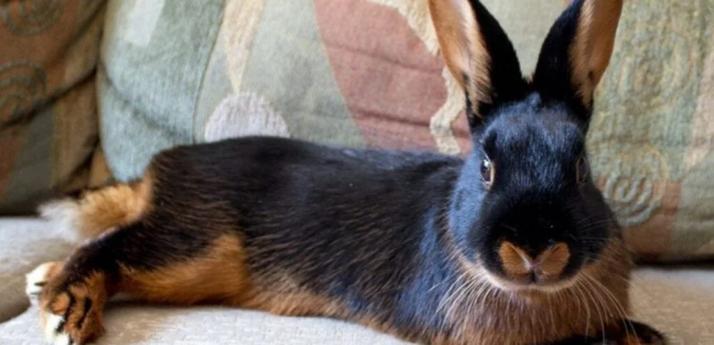 American Tan Rabbit | Energetic & Glossy-Coated Rabbit Breed 1 American Tan Rabbit