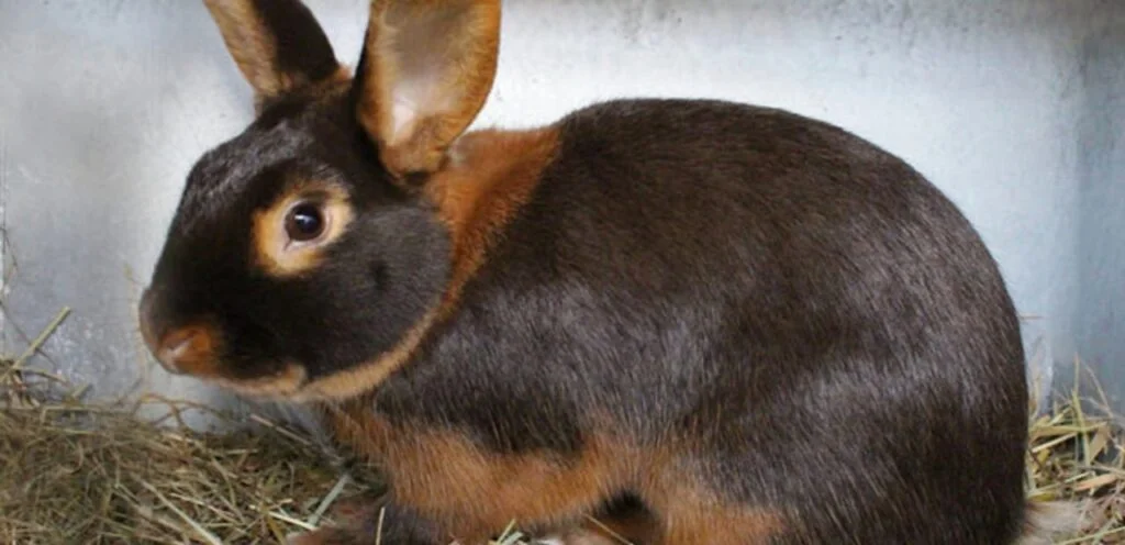 American Tan Rabbit | Energetic & Glossy-Coated Rabbit Breed 2 American Tan Rabbit