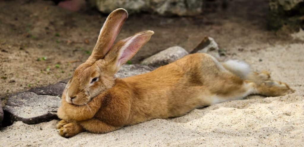 Flemish Giant Rabbit | Gentle & Oversized Rabbit Breed 1 image 26