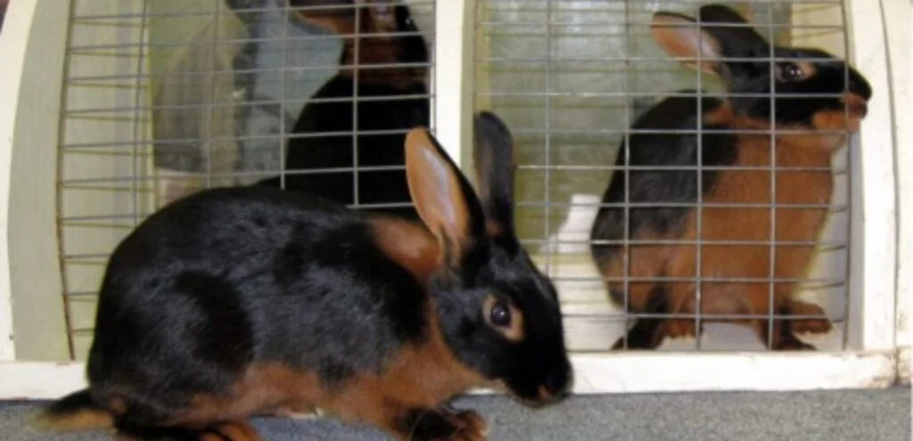 Tan Rabbit | Sleek, Energetic, & Highly Active Rabbit Breed 2 Tan Rabbits