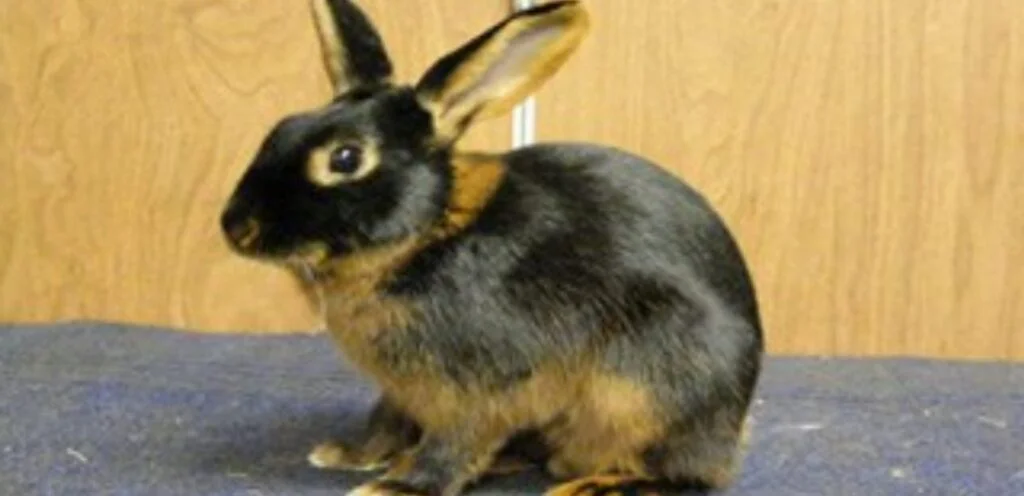 Tan Rabbit | Sleek, Energetic, & Highly Active Rabbit Breed 1 Tan Rabbits
