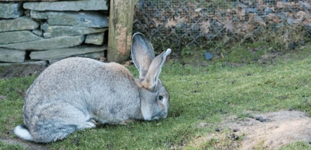 Britannia Petite Rabbit | Lively, Arch-Backed Rabbit Breed 2 image 32