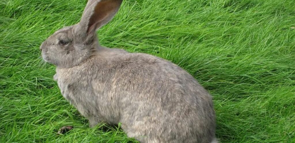 Britannia Petite Rabbit | Lively, Arch-Backed Rabbit Breed 1 Britannia Petite Rabbit