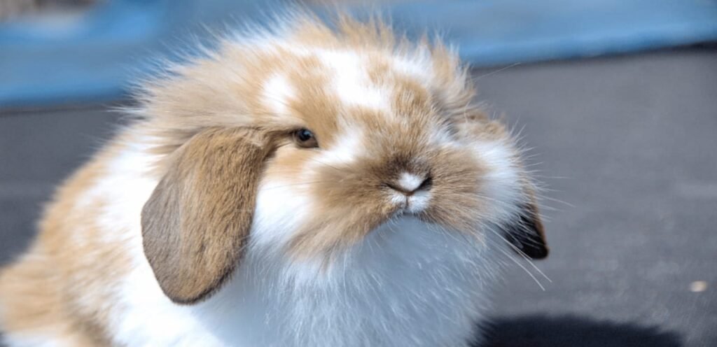 American Fuzzy Lop Rabbit | The Woolly-Coated Rabbit Breed 2 image 36