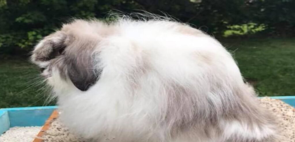 American Fuzzy Lop Rabbit | The Woolly-Coated Rabbit Breed 1 American Fuzzy Lop Rabbit