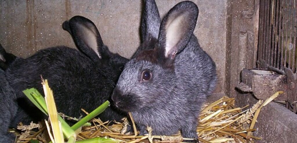 Argente Brun Rabbit | Rare & Chocolate-Toned Rabbit Breed 1 image 38
