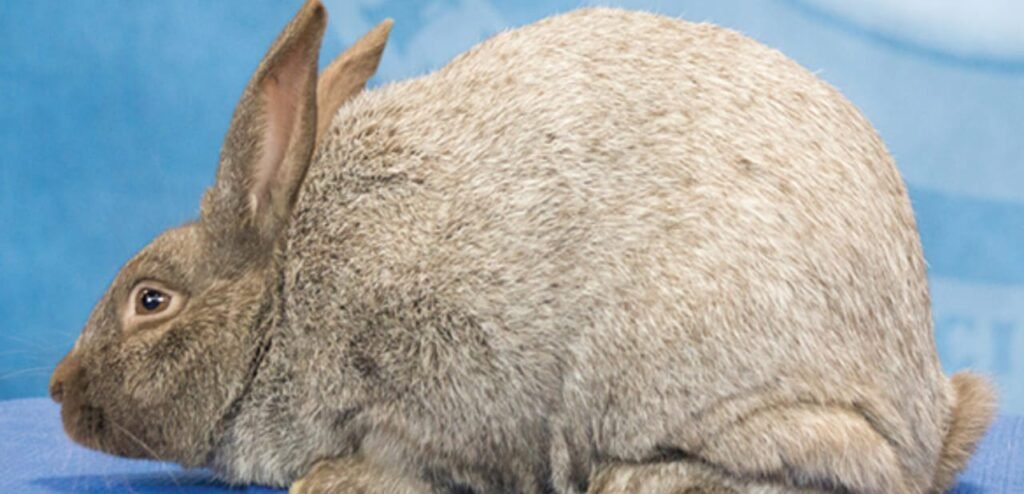 Argente Brun Rabbit | Rare & Chocolate-Toned Rabbit Breed 2 Argente Brun Rabbit