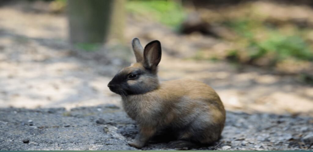 American Sable Rabbit | A Friendly Rabbit Breed 1 image 4