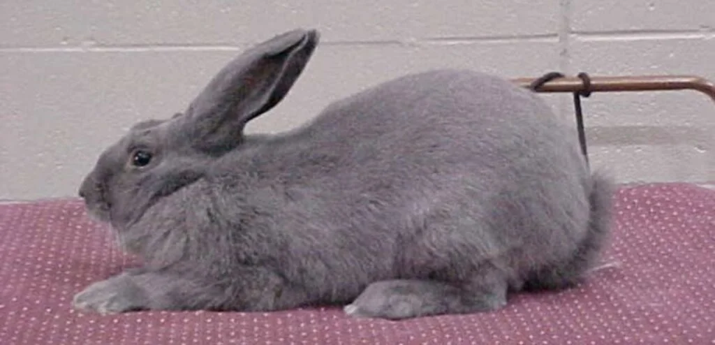 Beveren Rabbit | Hardy & Fur-Rich Rabbit Breed 1 Beveren Rabbit