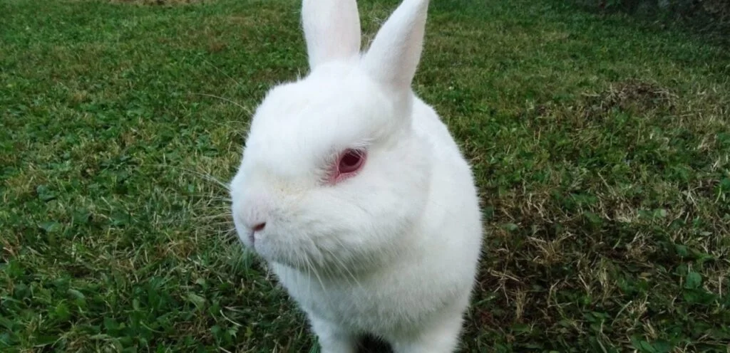 American Rabbit | Docile & Soft-Coated Rabbit Breed 2 American Rabbit