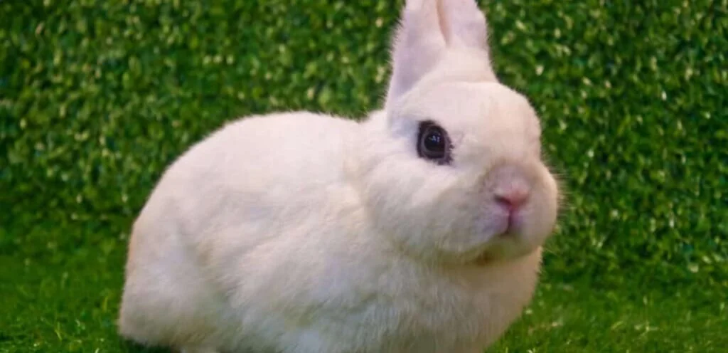 American Rabbit | Docile & Soft-Coated Rabbit Breed 1 American Rabbit