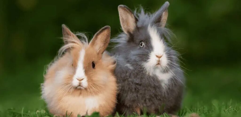 American Lionhead Rabbit | Fluffy & Mane-Coated Rabbit Breed 2 image 48