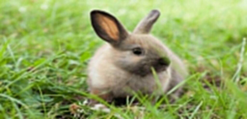 American Sable Rabbit | A Friendly Rabbit Breed 2 American Sable Rabbit