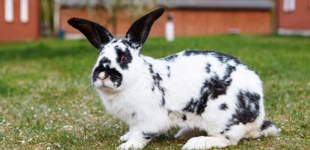 Checkered Giant Rabbit Breeds | Overview and Care Guide 2 Checkered Giant Rabbit