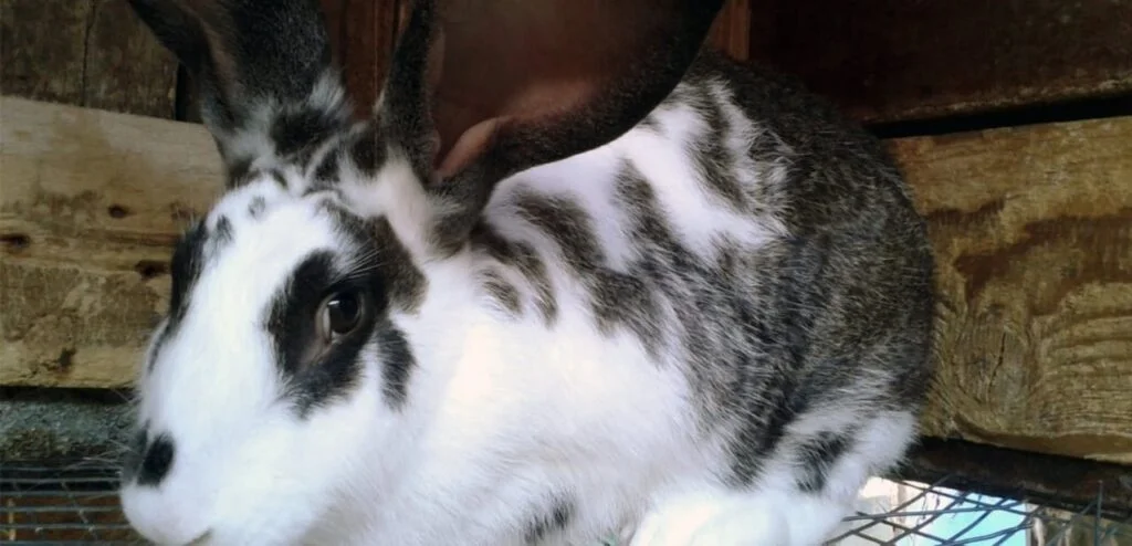 Checkered Giant Rabbit Breeds | Overview and Care Guide 1 Checkered Giant Rabbit