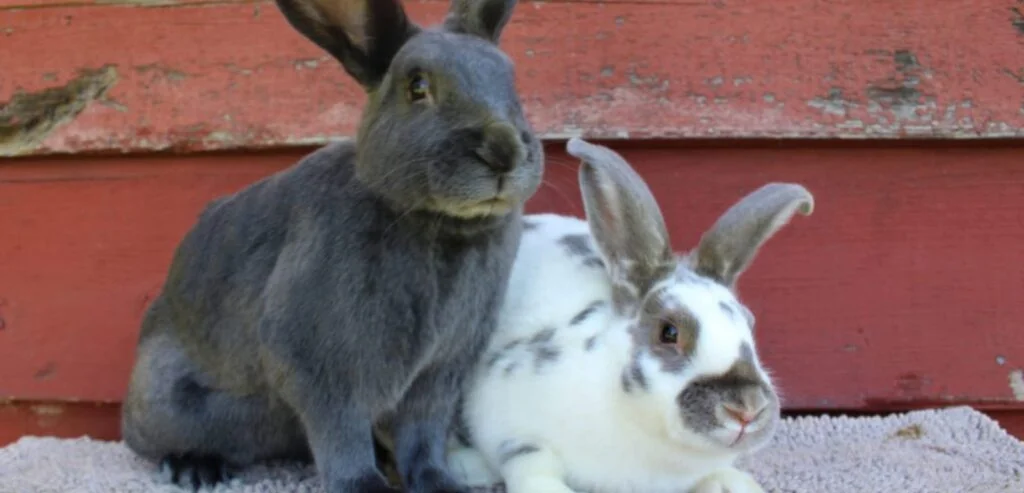 Californian Rabbit Breeds | Overview and Care Guide 2 Californian Rabbit