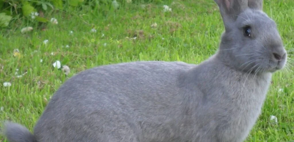 Continental Giant Rabbits | Overview and Care Guide 2 Continental Giant Rabbits