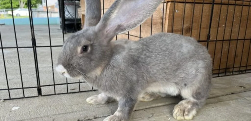 Continental Giant Rabbits | Overview and Care Guide 1 Continental Giant Rabbits