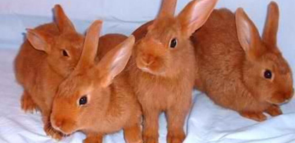 Thrianta Rabbit | The Social & Friendly Rabbit Breed 2 Thrianta rabbits