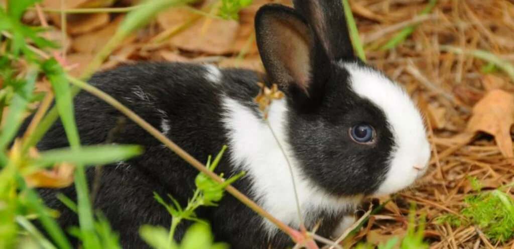 Dutch Rabbit | Compact & Even-Tempered Rabbit Breed 2 Dutch Rabbit