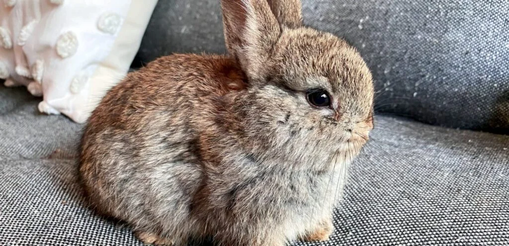 Dwarf Hotot Rabbit Breeds | Overview and Care Guide 2 Dwarf Hotot Rabbit