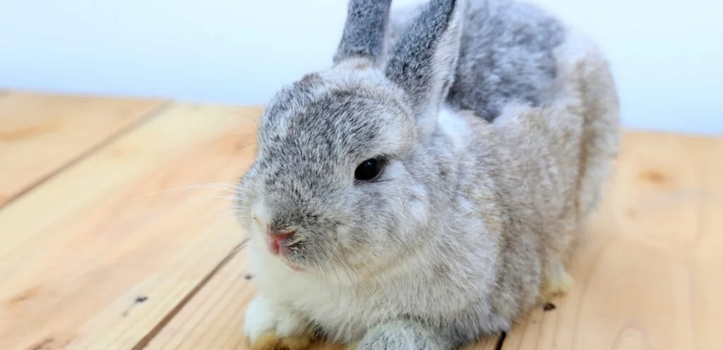 Dwarf Hotot Rabbit Breeds | Overview and Care Guide 1 Dwarf Hotot Rabbit