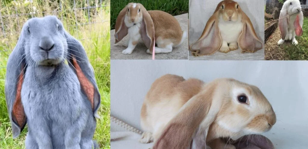 English Lop Rabbit | Overview and Care Guide 2 English Lop Rabbit