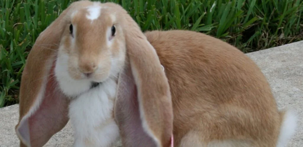 English Lop Rabbit | Overview and Care Guide 1 English Lop Rabbit