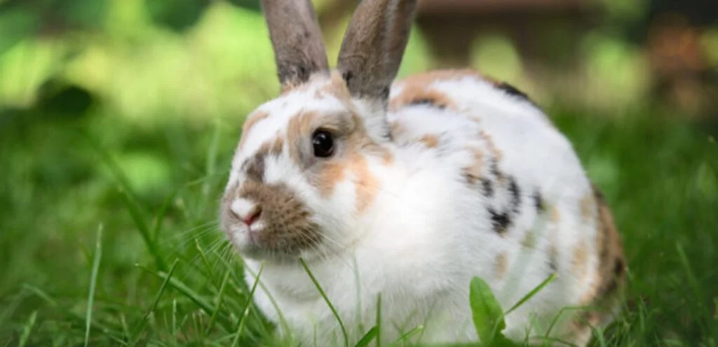 English Spot Rabbit Breeds | Overview and Care Guide 2 English Spot Rabbit