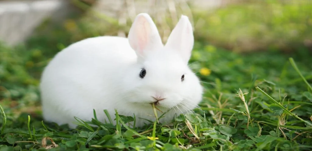 Florida White Rabbit | Overview and Care Guide 1 Florida White Rabbit