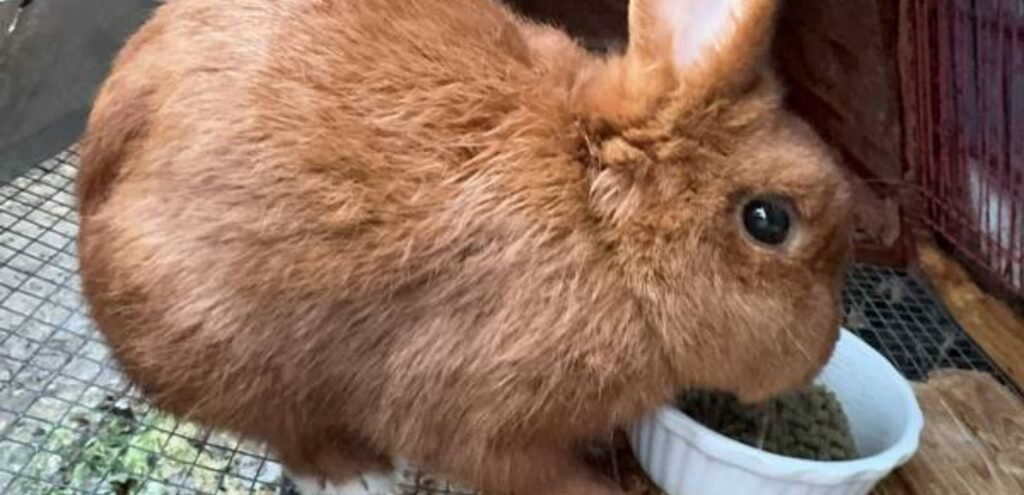 Thrianta Rabbit | The Social & Friendly Rabbit Breed 1 Thrianta rabbits