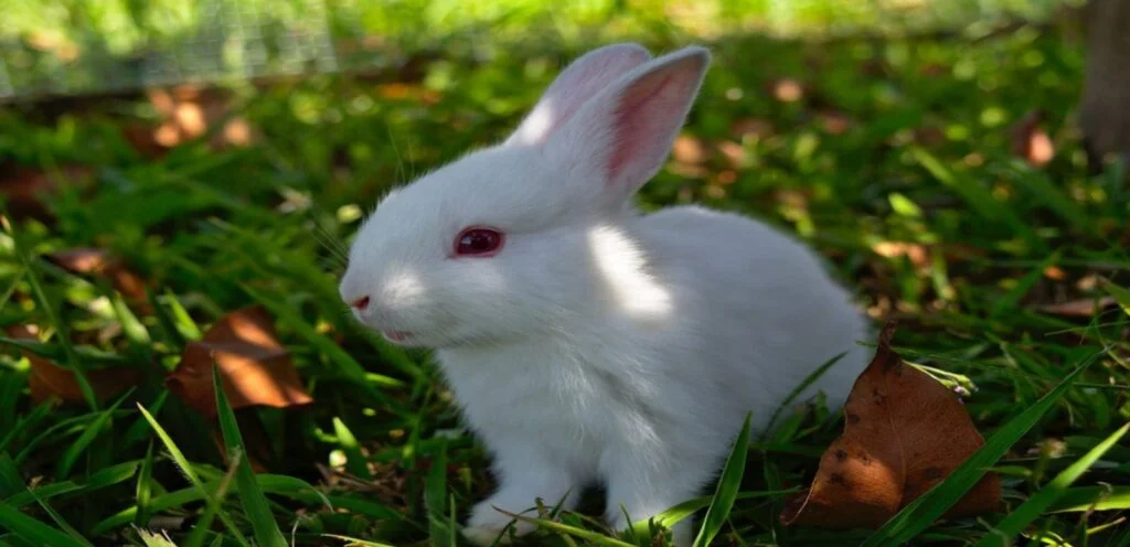 Florida White Rabbit | Overview and Care Guide 2 Florida White Rabbit