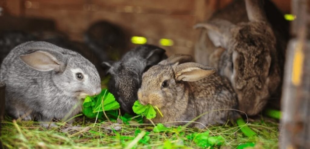 Standard Chinchilla Rabbit | The Affectionate Rabbit Breed 2 Standard Chinchilla rabbit