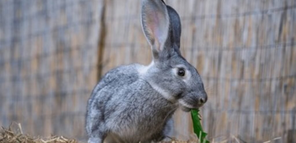Standard Chinchilla Rabbit | The Affectionate Rabbit Breed 1 Standard Chinchilla Rabbit