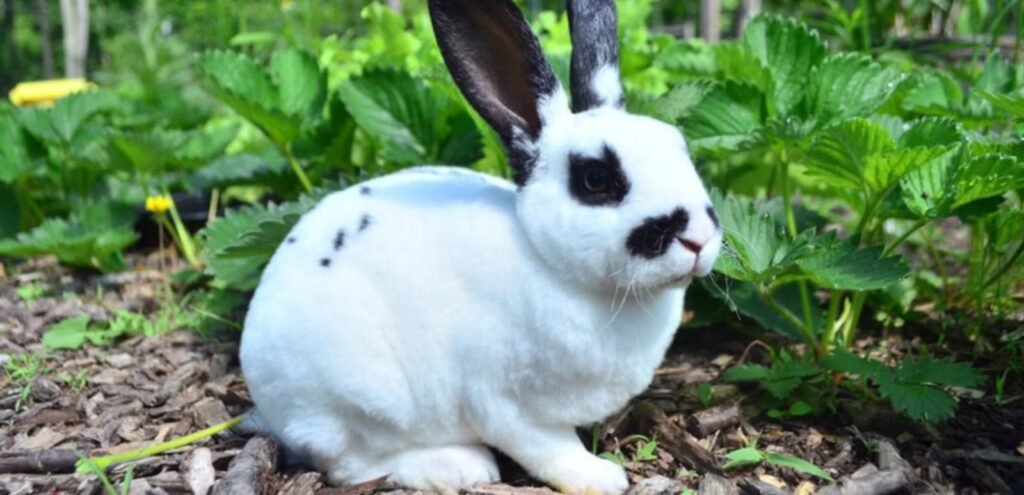English Spot Rabbit Breeds | Overview and Care Guide 1 English Spot Rabbit