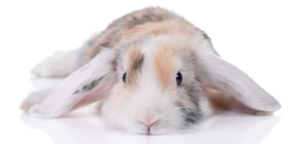 American Mini Lop Rabbit | Adorable & Compact Rabbit Breed 2 American Mini Lop Rabbit