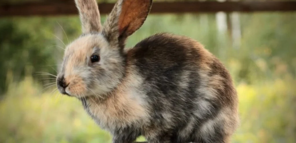 Harlequin Rabbit Breeds | Overview and Care Guide 1 Harlequin Rabbit