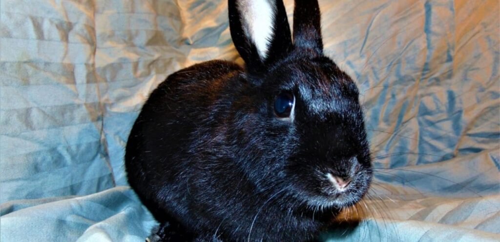 Havana Rabbit | A Gentle, Chocolate-Colored Breed 1 Havana Rabbit