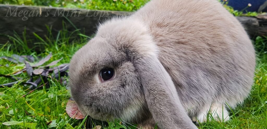 Mini Lop Rabbit | The Easy-Friendly & Adorable Rabbit Breed 1 Mini Lop Rabbit