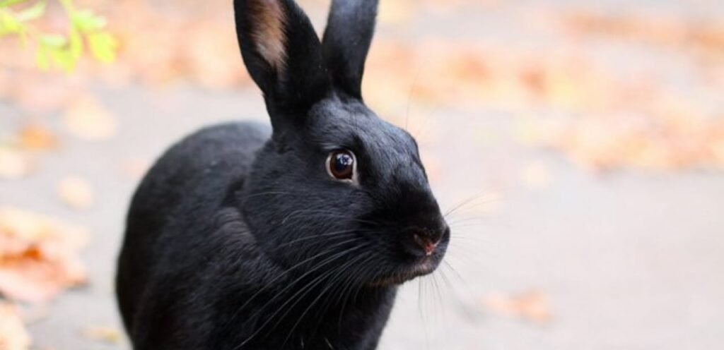 Havana Rabbit | A Gentle, Chocolate-Colored Breed 2 Havana Rabbit