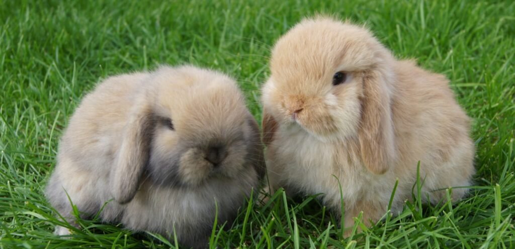 Mini Lop Rabbit | The Easy-Friendly & Adorable Rabbit Breed 2 Mini Lop Rabbit