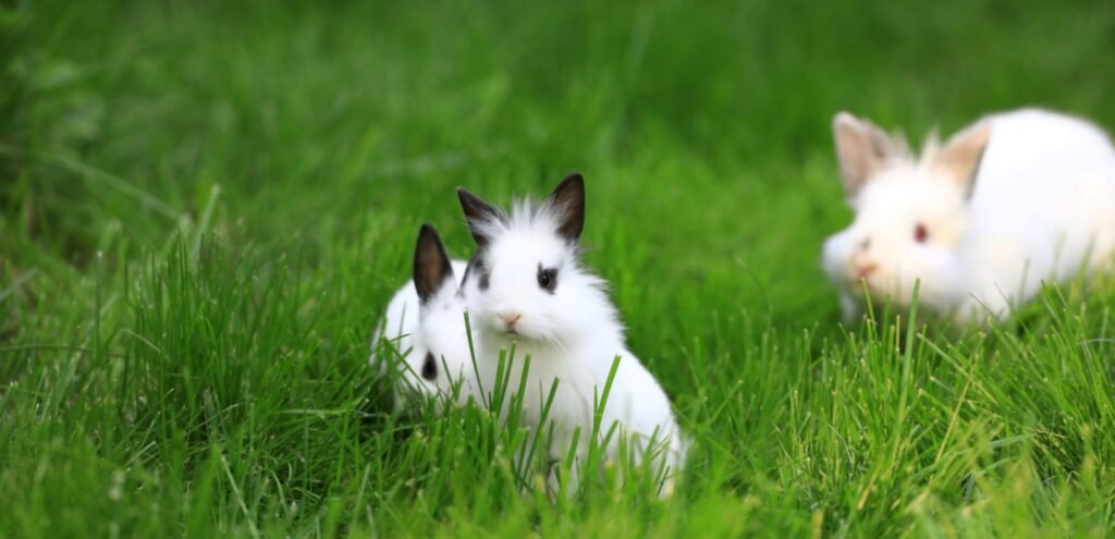 Lionhead Rabbit | Cute & Fluffy Rabbit Breed 1 Lionhead Rabbit